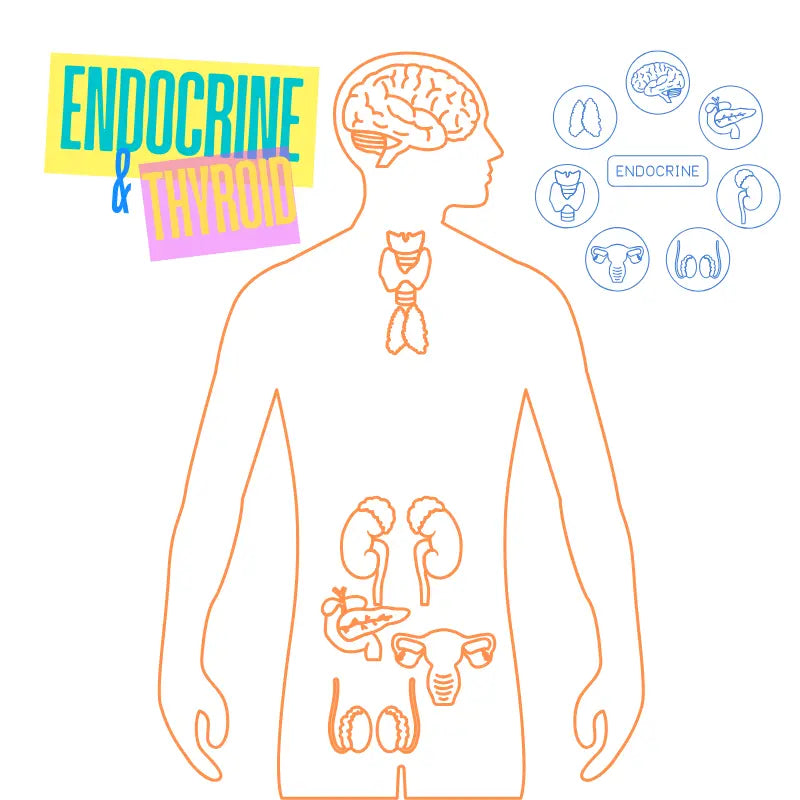 Endocrine-and-Thyroid Boro Holistic Health